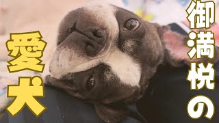 フレブルのたまにくる甘えん坊モードが可愛い🥰