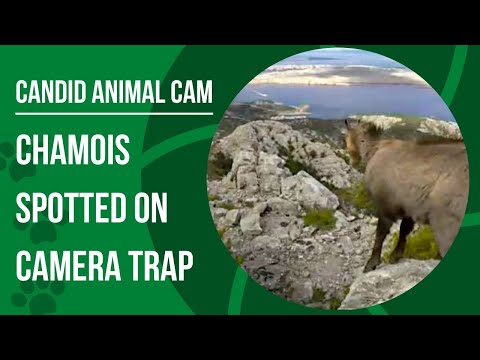 , title : 'What is a chamois? | Candid Animal Cam'