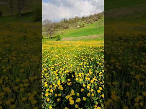 22 aprile 2021 Polinago Modena