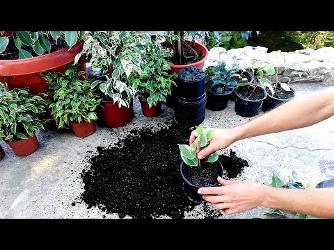 How to Grow a Ficus Benjamina from cutted branch very easy Video