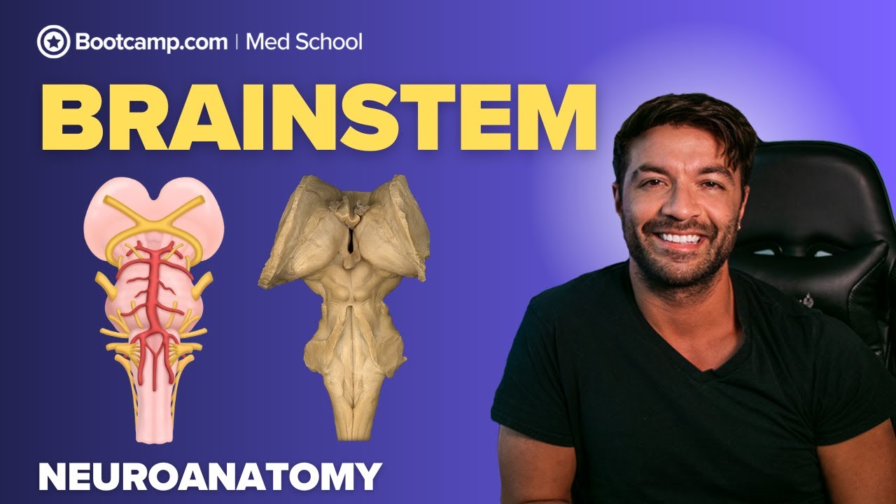 Brainstem Anatomy for Medical Students | Midbrain, Pons & Medulla Explained