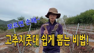 고추지줏대 파이프 쉽고 빠르게 뽑는 방법 / 고추지지대 고추지주대 도구를 이용해서 뽑기