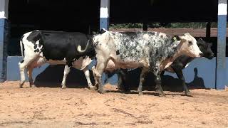 Vídeo 57 - 1ª ETAPA MEGA LIQUIDAÇÃO TOTAL AGROPECUÁRIA MARAJOARA - DIA 4 | GADO GIROLANDO E HOLANDÊS