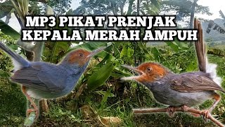 Download lagu Pikat prenjak kepala merah suara crecetan anakan paling ampuh, terbukti ‼️😱😱 mp3