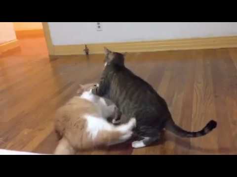 Cat Fight