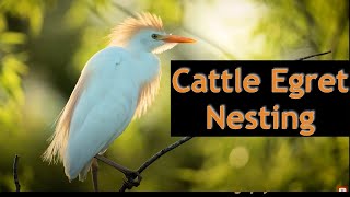 Funny Nesting Cattle Egrets - Lake Marion, SC.