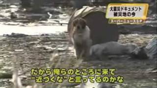 preview picture of video 'Amazing Japanese Tsunami Dog - Loyalty to her injured friend'