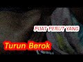 WANITA INI MENANGIS HISTERIS SAAT DI PIJAT PERUTNYA