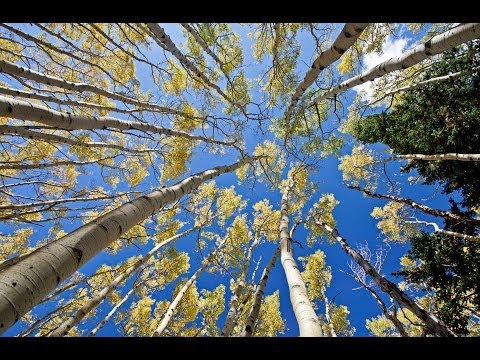 1 Hour in a Healing Aspen Forest w/ Nature Sounds 1080p Pure Relaxation Video Video