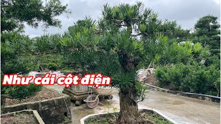 The gentleman's straight bodhi tree has a big and beautiful trunk | Bonsai bodhi tree