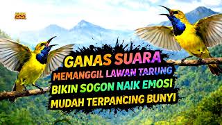 Download lagu Ampuh merangsang bunyi‼️ Pancingan sogon agar emosi ngleper mp3 Download lagu Ampuh merangsang bunyi‼️ Pancingan sogon agar emosi ngleper mp3