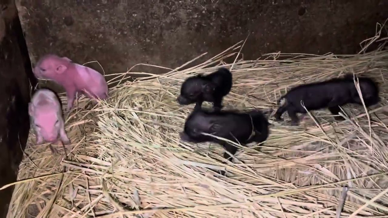 マイクロブタの産まれたての赤ちゃんたち