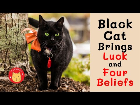 Black Cat Brings Luck And Four Beliefs