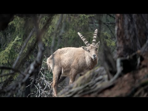 Ibex Switzerland Wildlife Photography