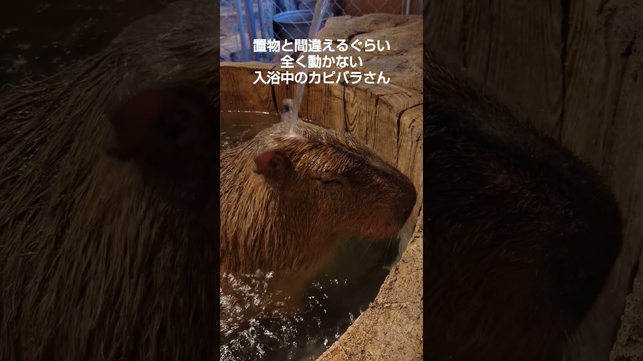 カピバラの入浴、間近で見たら想像以上に可愛かった #カピバラ #入浴 #久しぶりの動画が猫じゃなくてゴメンね