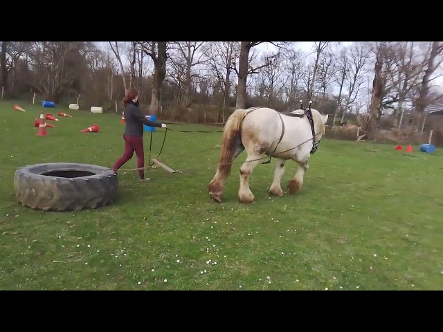 Semental Percheron En venta 2017 Tordo por vasco de theuret