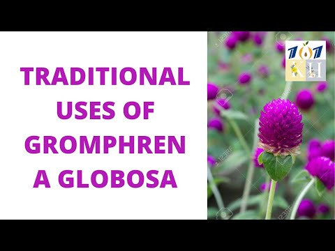 Traditional uses of Globe Amaranth | Keto Health 101