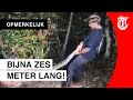Man worstelt met gigantische python