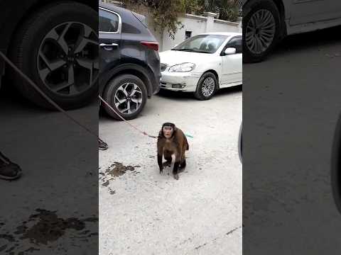 #shortvideo #monkey #tricks #ytshorts #short #youtube