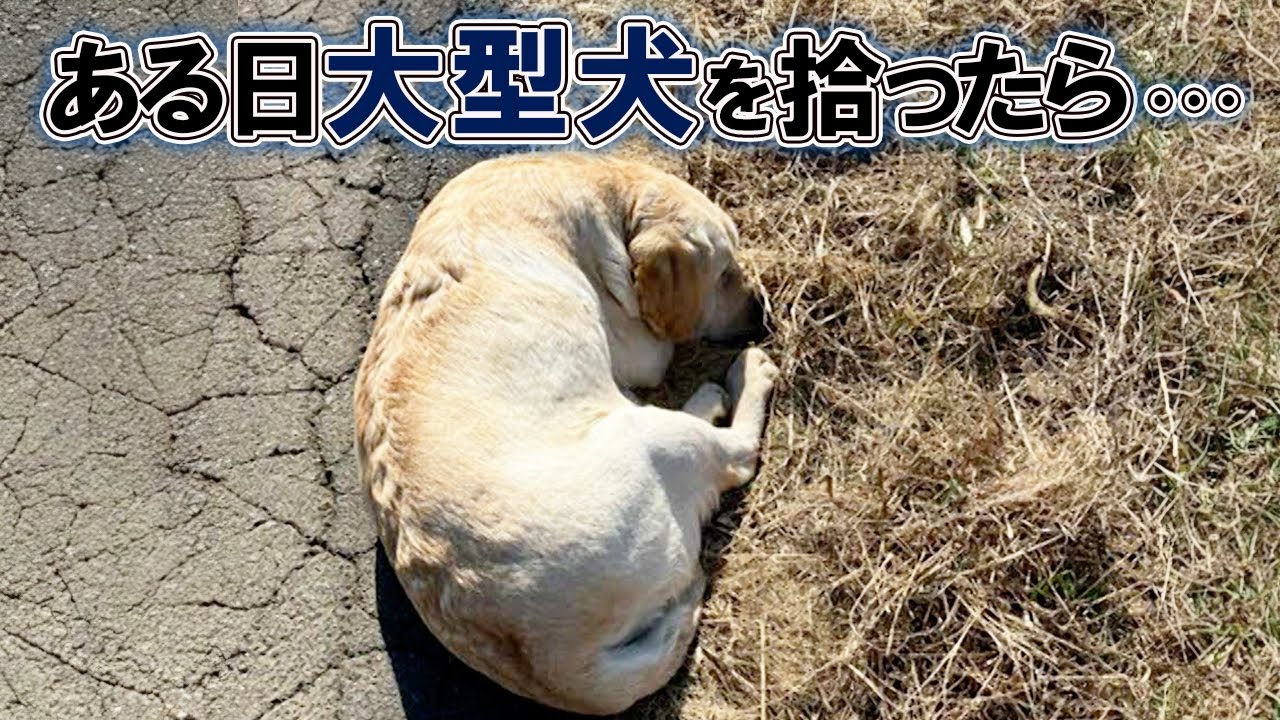 A story about how an encounter with a retriever found lying on the side of the road changed a man...