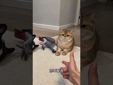 貓：你看你又急 我躺下是不是就有罐頭喫了？ #金漸層 #貓咪 #法鬥 #非洲灰鸚鵡 #鸚鵡