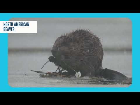 Curiosity Clips - What do Beavers Eat in the Winter?