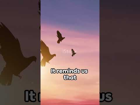 Condor Bird Totem Week of Sept 9, to Sept 16, 2024 #condor #birdtotem #birdtotems  #spiritguide