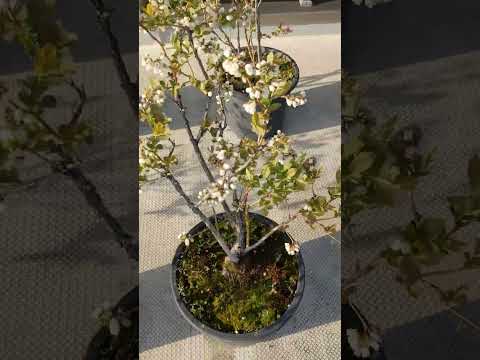 ワイルドブルーベリー 植物