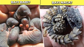 Download lagu Rarely Seen! This Is What Unique Newborn Baby Animals Look Like mp3