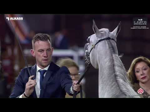 N.49 AL JAZI ABHER - Katara Int. Arabian Peninsula Horse Show 2023 - Fillies 2 Years Old Section...