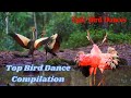 Dancing Birds Fun And Playful Bird Dance Compilation