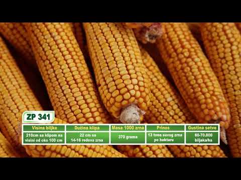 ZP 341 seminte porumb FAO 340 sac 25000MB