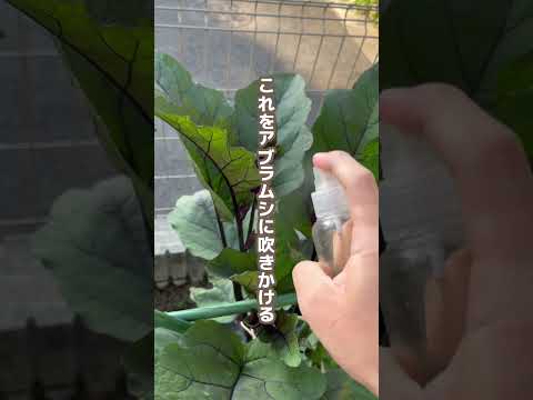 緑色のアブラムシに対して桃の木を治療する方法 ニームオイルブラックソープ