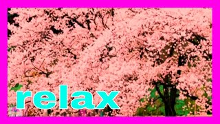 Spring Blooms With Birds Beautiful Music