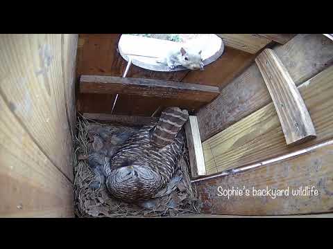 Barred owl nest with sound - Highlights, March13-14 2021