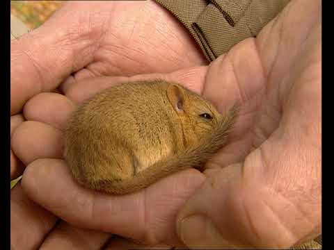 Hasselmus Janne 6 49