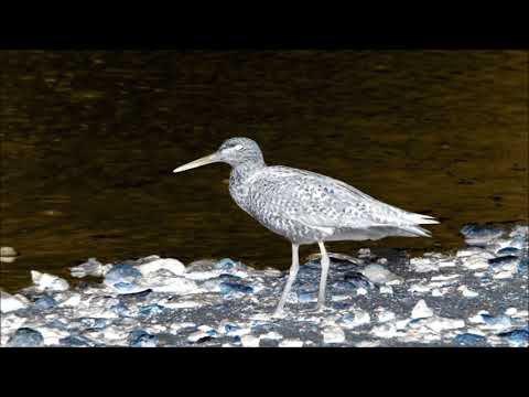 Shivo - Il Beccaccino