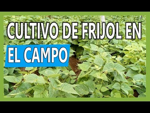 , title : 'Cultivo de frijol en el campo / agricultura campesina'