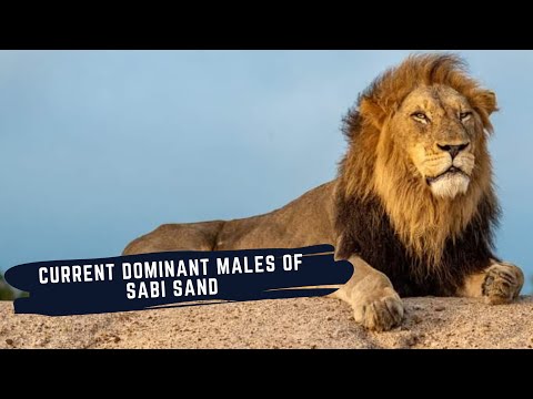 LION COALITIONS OF SABI SANDS GAME RESERVE - OTHAWA MALE - AVOCAS - MATIMBA - BIRMINGHAM AND MORE