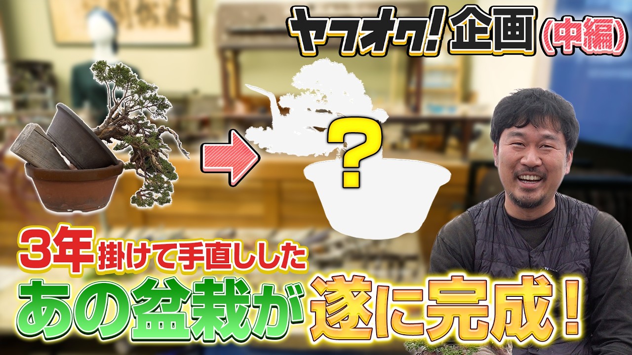 【ヤフオク企画】ボスに散々言われたあの盆栽が遂に復活！3年ぶりに手入れし直した姿は？