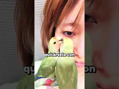 Loritos doctores
