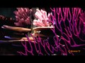 The Seas With Nemo And Friends September 2013
