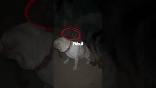 German Shepherd Faces Off With a Pitbull For a Female Labrador!