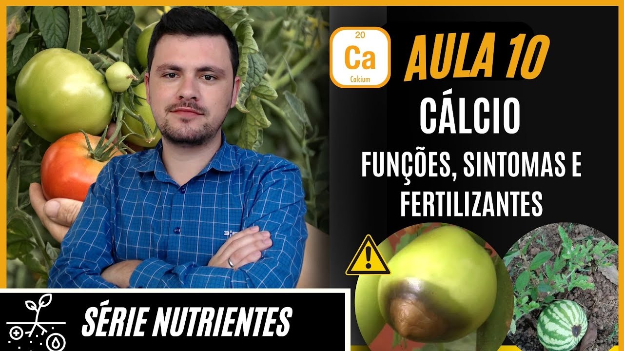 SÉRIE NUTRIENTES: CÁLCIO funções, sintomas de deficiência e fertilizantes para correção