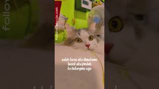 Download lagu salah terus aku #story #storytime #katakata #status #statuswa #catlover #fyp #kucinglucu #kucingimut mp3