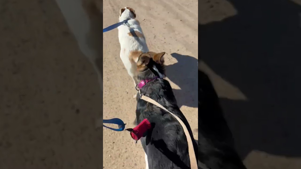 Enlarge Shadow, a Adoptable mixed breed in Evergreen, CO video 4/4