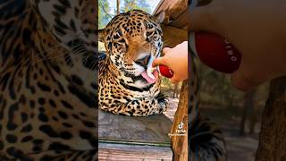 big cute Jaguar is really cuddly #animals #jaguars #cute #vet #pets