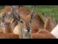 Animals At Knowsley Safari Park