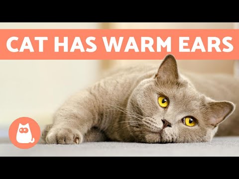 Why Do My Cat's Ears FEEL HOT? 🙀
