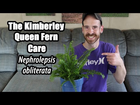 , title : 'The Kimberley Queen Fern Care & Info'